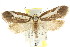  ( - CCDB-15802-F10)  @11 [ ] CreativeCommons - Attribution (2011) ANIC/CBG Photography Group Centre for Biodiversity Genomics