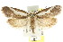  ( - CCDB-15802-F11)  @14 [ ] CreativeCommons - Attribution (2011) ANIC/CBG Photography Group Centre for Biodiversity Genomics