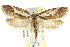  ( - CCDB-15802-F12)  @13 [ ] CreativeCommons - Attribution (2011) ANIC/CBG Photography Group Centre for Biodiversity Genomics