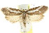  ( - CCDB-15802-G02)  @11 [ ] CreativeCommons - Attribution (2011) ANIC/CBG Photography Group Centre for Biodiversity Genomics