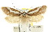  (Philobota sp. ANIC152 - CCDB-15802-G03)  @11 [ ] CreativeCommons - Attribution (2011) ANIC/CBG Photography Group Centre for Biodiversity Genomics