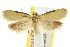  ( - CCDB-15802-G05)  @11 [ ] CreativeCommons - Attribution (2011) ANIC/CBG Photography Group Centre for Biodiversity Genomics