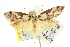  ( - CCDB-15802-H01)  @11 [ ] CreativeCommons - Attribution (2011) ANIC/CBG Photography Group Centre for Biodiversity Genomics