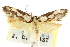  ( - CCDB-15802-H02)  @11 [ ] CreativeCommons - Attribution (2011) ANIC/CBG Photography Group Centre for Biodiversity Genomics
