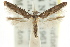  ( - CCDB-15803-A06)  @11 [ ] CreativeCommons - Attribution (2011) ANIC/CBG Photography Group Centre for Biodiversity Genomics
