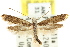  ( - CCDB-15803-B01)  @11 [ ] CreativeCommons - Attribution (2011) ANIC/CBG Photography Group Centre for Biodiversity Genomics