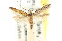  ( - CCDB-15803-B08)  @11 [ ] CreativeCommons - Attribution (2011) ANIC/CBG Photography Group Centre for Biodiversity Genomics