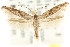  (Zelleria sp. ANIC16 - CCDB-15803-C05)  @11 [ ] CreativeCommons - Attribution (2011) ANIC/CBG Photography Group Centre for Biodiversity Genomics