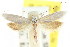  ( - CCDB-15803-C12)  @11 [ ] CreativeCommons - Attribution (2011) ANIC/CBG Photography Group Centre for Biodiversity Genomics