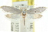  ( - CCDB-15803-D01)  @11 [ ] CreativeCommons - Attribution (2011) ANIC/CBG Photography Group Centre for Biodiversity Genomics