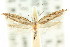  ( - CCDB-15803-D06)  @11 [ ] CreativeCommons - Attribution (2011) ANIC/CBG Photography Group Centre for Biodiversity Genomics