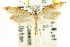  ( - CCDB-15803-D12)  @11 [ ] CreativeCommons - Attribution (2011) ANIC/CBG Photography Group Centre for Biodiversity Genomics