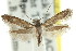 ( - CCDB-15803-E03)  @11 [ ] CreativeCommons - Attribution (2011) ANIC/CBG Photography Group Centre for Biodiversity Genomics