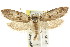  ( - CCDB-15804-B04)  @13 [ ] CreativeCommons - Attribution (2011) ANIC/CBG Photography Group Centre for Biodiversity Genomics