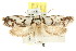  ( - CCDB-15804-B05)  @13 [ ] CreativeCommons - Attribution (2011) ANIC/CBG Photography Group Centre for Biodiversity Genomics