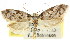  (Philobota sp. ANIC169 - CCDB-15804-D12)  @11 [ ] CreativeCommons - Attribution (2011) ANIC/CBG Photography Group Centre for Biodiversity Genomics