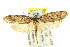  ( - CCDB-15804-E04)  @12 [ ] CreativeCommons - Attribution (2011) ANIC/CBG Photography Group Centre for Biodiversity Genomics