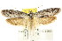  ( - CCDB-15804-E10)  @13 [ ] CreativeCommons - Attribution (2011) ANIC/CBG Photography Group Centre for Biodiversity Genomics