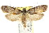  (Philobota strongyla - CCDB-15804-F04)  @13 [ ] CreativeCommons - Attribution (2011) ANIC/CBG Photography Group Centre for Biodiversity Genomics