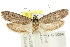  ( - CCDB-15804-F11)  @12 [ ] CreativeCommons - Attribution (2011) ANIC/CBG Photography Group Centre for Biodiversity Genomics