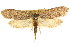  ( - CCDB-15804-G04)  @11 [ ] CreativeCommons - Attribution (2011) ANIC/CBG Photography Group Centre for Biodiversity Genomics