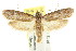  ( - CCDB-15804-G05)  @14 [ ] CreativeCommons - Attribution (2011) ANIC/CBG Photography Group Centre for Biodiversity Genomics