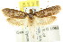  ( - CCDB-15804-G11)  @13 [ ] CreativeCommons - Attribution (2011) ANIC/CBG Photography Group Centre for Biodiversity Genomics