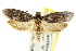 ( - CCDB-15804-H02)  @11 [ ] CreativeCommons - Attribution (2011) ANIC/CBG Photography Group Centre for Biodiversity Genomics