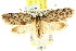  ( - CCDB-15804-H08)  @12 [ ] CreativeCommons - Attribution (2011) ANIC/CBG Photography Group Centre for Biodiversity Genomics