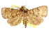  (Catada charalis - CCDB-15805-A03)  @11 [ ] CreativeCommons - Attribution (2011) ANIC/CBG Photography Group Centre for Biodiversity Genomics