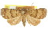  ( - CCDB-15805-A04)  @11 [ ] CreativeCommons - Attribution (2011) ANIC/CBG Photography Group Centre for Biodiversity Genomics
