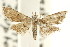  ( - CCDB-15805-B08)  @11 [ ] CreativeCommons - Attribution (2011) ANIC/CBG Photography Group Centre for Biodiversity Genomics