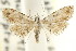  ( - CCDB-15805-B09)  @11 [ ] CreativeCommons - Attribution (2011) ANIC/CBG Photography Group Centre for Biodiversity Genomics