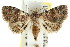  (Metachrostis sp. ANIC1 - CCDB-15805-D08)  @14 [ ] CreativeCommons - Attribution (2011) ANIC/CBG Photography Group Centre for Biodiversity Genomics