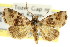  (Metachrostis sp. ANIC2 - CCDB-15805-D10)  @13 [ ] CreativeCommons - Attribution (2011) ANIC/CBG Photography Group Centre for Biodiversity Genomics