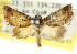 ( - CCDB-15805-D11)  @15 [ ] CreativeCommons - Attribution (2011) ANIC/CBG Photography Group Centre for Biodiversity Genomics