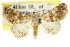  (Eublemma sp. ANIC2 - CCDB-15805-E04)  @13 [ ] CreativeCommons - Attribution (2011) ANIC/CBG Photography Group Centre for Biodiversity Genomics