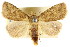  ( - CCDB-15805-F06)  @15 [ ] CreativeCommons - Attribution (2011) ANIC/CBG Photography Group Centre for Biodiversity Genomics