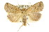  ( - CCDB-15805-F07)  @15 [ ] CreativeCommons - Attribution (2011) ANIC/CBG Photography Group Centre for Biodiversity Genomics