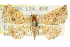  (Autoba sp. ANIC1 - CCDB-15805-F08)  @11 [ ] CreativeCommons - Attribution (2011) ANIC/CBG Photography Group Centre for Biodiversity Genomics