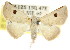  (Autoba sp. ANIC2 - CCDB-15805-F09)  @14 [ ] CreativeCommons - Attribution (2011) ANIC/CBG Photography Group Centre for Biodiversity Genomics