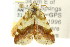  ( - CCDB-15805-G01)  @13 [ ] CreativeCommons - Attribution (2011) ANIC/CBG Photography Group Centre for Biodiversity Genomics