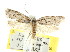  ( - CCDB-15806-A05)  @12 [ ] CreativeCommons - Attribution (2011) ANIC/CBG Photography Group Centre for Biodiversity Genomics