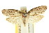  ( - CCDB-15806-E06)  @11 [ ] CreativeCommons - Attribution (2011) ANIC/CBG Photography Group Centre for Biodiversity Genomics
