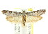  (Philobota sp. ANIC199 - CCDB-15806-G11)  @13 [ ] CreativeCommons - Attribution (2011) ANIC/CBG Photography Group Centre for Biodiversity Genomics