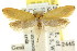  ( - CCDB-15807-E03)  @11 [ ] CreativeCommons - Attribution (2011) ANIC/CBG Photography Group Centre for Biodiversity Genomics