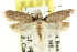  (Haplodyta brachyomis - CCDB-15807-E09)  @11 [ ] CreativeCommons - Attribution (2011) ANIC/CBG Photography Group Centre for Biodiversity Genomics