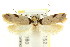  ( - CCDB-15807-G02)  @12 [ ] CreativeCommons - Attribution (2011) ANIC/CBG Photography Group Centre for Biodiversity Genomics