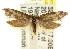  ( - CCDB-15807-G12)  @12 [ ] CreativeCommons - Attribution (2011) ANIC/CBG Photography Group Centre for Biodiversity Genomics