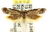  ( - CCDB-15807-H01)  @12 [ ] CreativeCommons - Attribution (2011) ANIC/CBG Photography Group Centre for Biodiversity Genomics